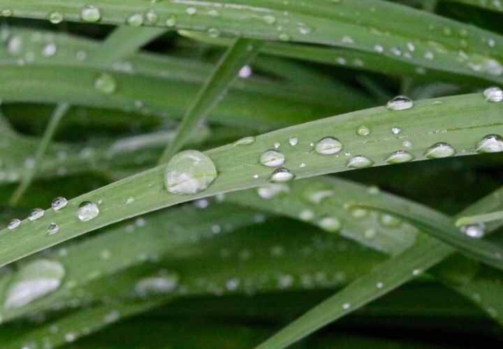 How rain affects soil and grass