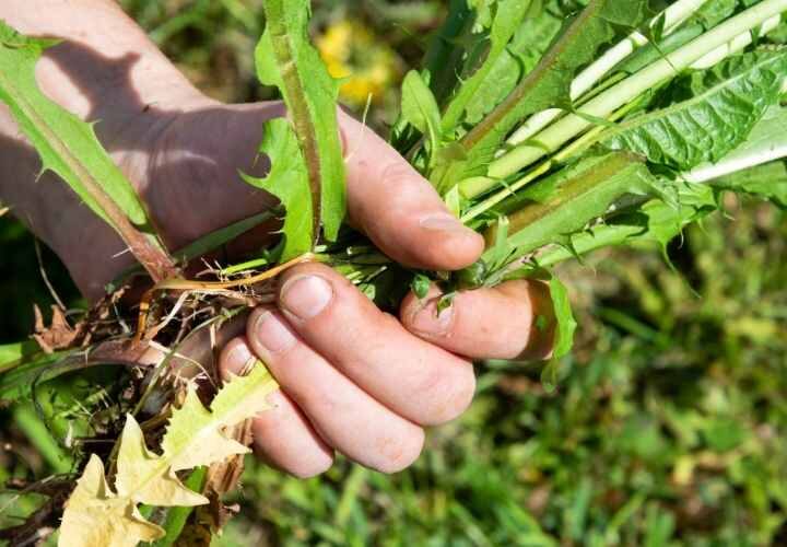 how to get rid of weeds in your garden