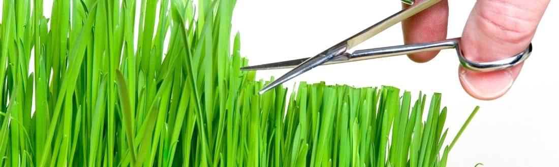 cutting grass with scissors to achieve one third rule