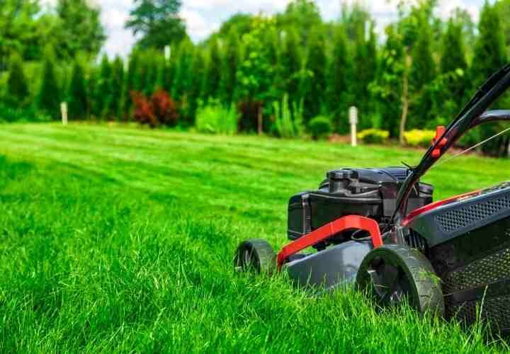 How To Prepare Your Lawn For Spring with Simple Lawns Newcastle NSW