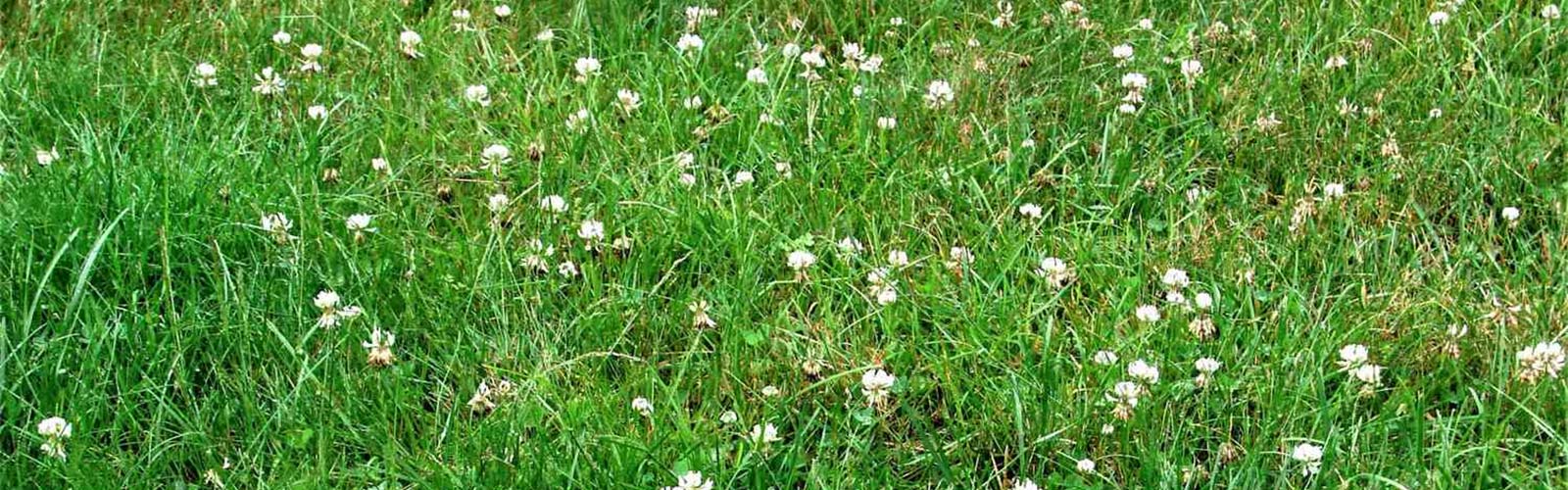 Take Control over White Clover in your lawn