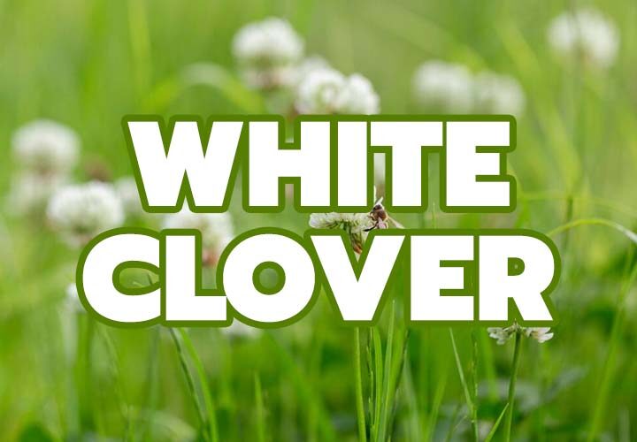Take Control over White Clover in your lawn